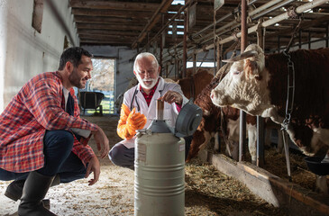 Veterinarian opening tank with semen for cows artificial insemination