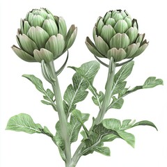 Fototapeta premium Fresh Green Artichokes with Leaves on a White Background for Culinary and Gardening Concepts