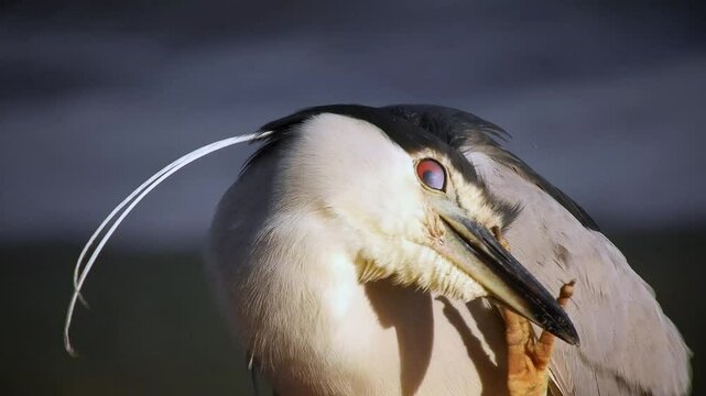 4k shot of a beautiful Night Heron (Savacu, soco dorminhoco, Nycticorax)