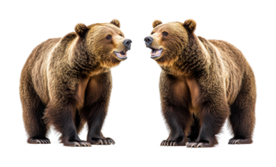 Two brown grizzly bears standing and facing each other, furry wild animals, wildlife forest predators, strong mammals, and natural nature scene isolated on transparent background