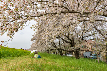 Sakura cherry blossoms in full bloom, Kumagaya Sakura Tsutsumi, Japan's Top 100 Cherry Blossom Spots, Kumagaya City, Saitama Prefecture, Japan