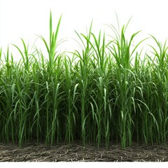 Obraz premium Lush Green Grass Growing Vibrantly Under Bright Sunlight with Clear Blue Sky Background and Deep Root System