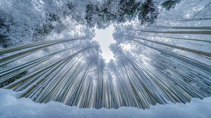 Obraz premium 曇り空の下で雪に覆われた竹林と静寂な冬景色