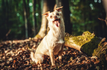 Fototapeta premium A lovely dog is sitting comfortably on a big pile of leaves in the woods