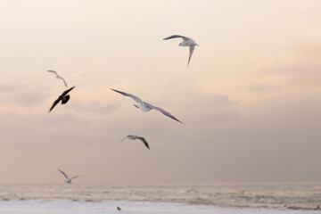 Seagulls in flight over ocean at sunset