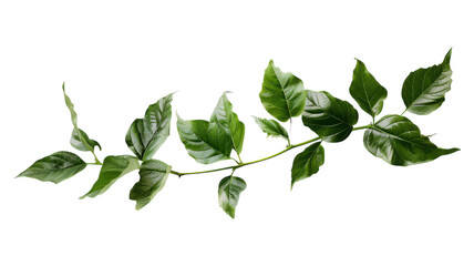 Green Leaves Frame Isolated on Transparent Background for Nature-Themed Designs