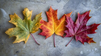 A vibrant display of autumn leaves in green, yellow, and red hues on a textured concrete surface.