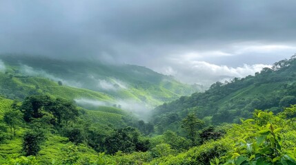 Fototapeta premium Misty Tea Plantation Hills: A Breathtaking Landscape