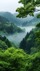 Lush green forest with misty valley view.