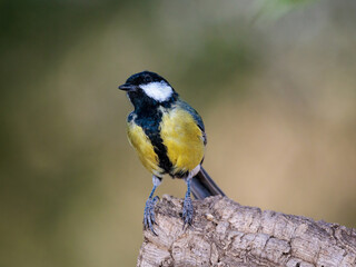 Great tit (Parus major).
