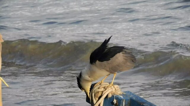 4k shot of a Night Heron (Savacu, soco dorminhoco, Nycticorax), on a post on a beach, southern Brazil.