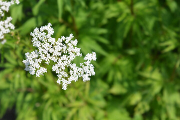 Common valerian flowers