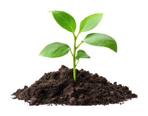 Young green plant growing in soil, fresh sprout with leaves, symbol of nature, ecology, and growth, isolated on transparent background