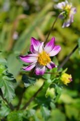 Fototapeta premium Pink Dahlia flower