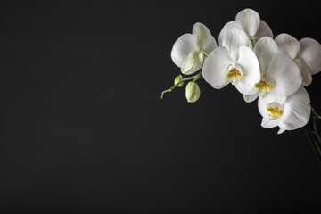 Fototapeta na wymiar Branch of fresh white orchid flowers on dark black background. Closeup. Condolence card. Empty place for emotional, sentimental text, quote or sayings. Front view.