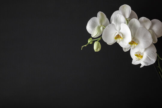 Branch of fresh white orchid flowers on dark black background. Closeup. Condolence card. Empty place for emotional, sentimental text, quote or sayings. Front view.
