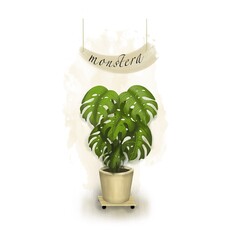 Tropical monstera plant in a pot, isolated on a white background illustration