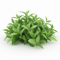 Fototapeta premium Green Leafy Plant Cluster on White Background for Nature and Gardening Concepts