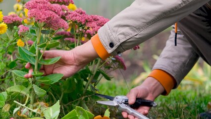 Obraz premium Men's hands cutting plants in their personal garden in autumn to prepare for the winter season