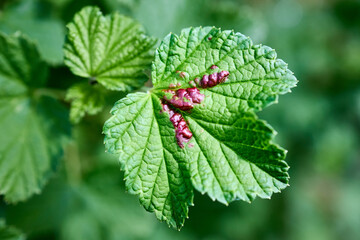 Red currant aphid or Cryptomyzus ribis produces raised and vaulted leaf galls on the leaves of redcurrant Ribes rubrum. The galls are broadly open on the underside where the aphids live.