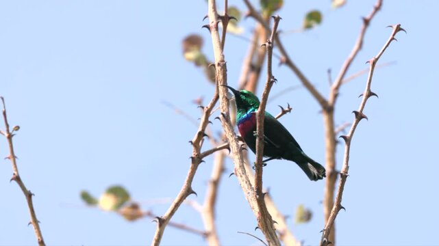 a high frame rate side view shot of a marico sunbird perching in a tree at balule nature reserve of kruger national park in south africa
