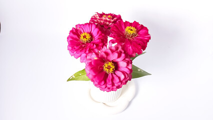 Bright pink zinnia flowers with a golden yellow center in a white striped ceramic vase on a white background