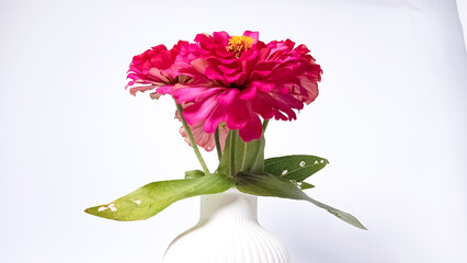 Bright pink zinnia flowers with a golden yellow center in a white striped ceramic vase on a white background