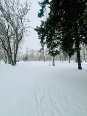Snowy winter park, trees covered by the snow, snow on the ground,  no people, winter park landscape