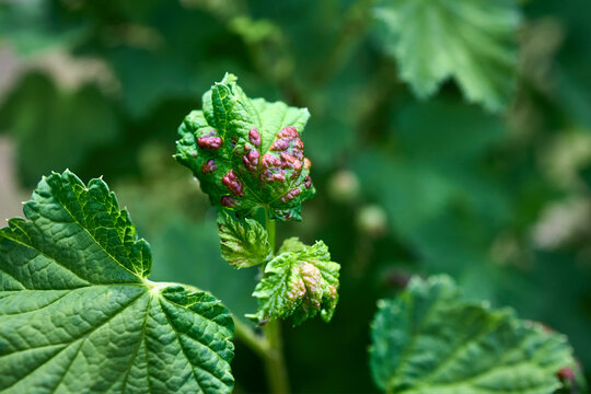 Red currant aphid or Cryptomyzus ribis produces raised and vaulted leaf galls on the leaves of redcurrant Ribes rubrum. The galls are broadly open on the underside where the aphids live.