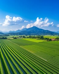 Vibrant green fields under a clear blue sky.