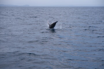 whale jumping in the sea
