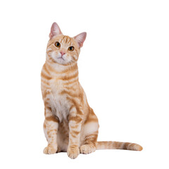 Handsome purebred European Shorthair cat, sitting side ways. Looking straight to camera. Isolated...
