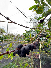 Coffee berries on the tree due to disease. Coffee farmers fail to harvest. Coffee is damaged by pests and disease. Disease concept