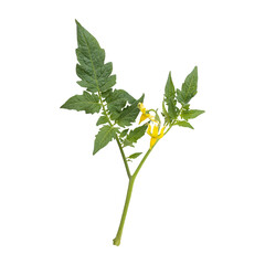 Fresh green tomato leaves branch isolated on transparent background