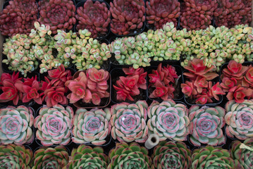 A row of potted plants with a variety of colors and sizes