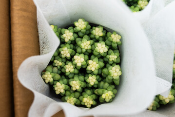A bunch of white flowers are in a white bag