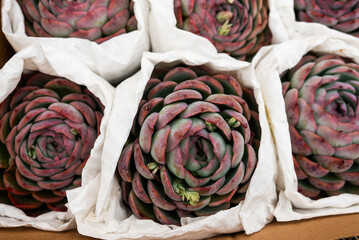 A bunch of red flowers are in white paper