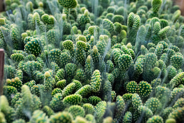 A bunch of cactus plants with green leaves and brown stems