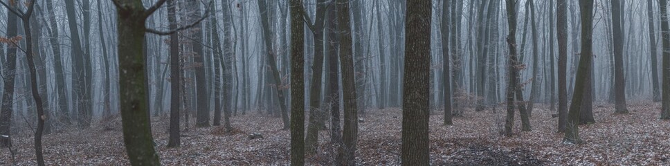 Foggy winter forest, mysterious landscape in gray color. Panoramic view. Background for design concept.