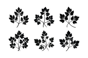 Coriander (Coriandrum sativum)