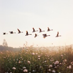 Obraz premium A flock of geese gracefully soar over a sunlit meadow, their silhouettes stark against the pastel sky, capturing the essence of freedom and nature's rhythm.
