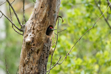 Black woodpecker (Dryocopus martius) male looking out of its nest