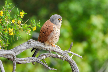 Common kestrel (Falco tinnunculus) male sitting on some dead branches in the springtime