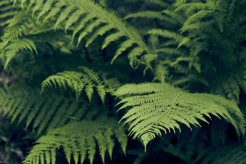 Beautiful ferns create green foliage. Natural green natural fern background in sunlight. High quality photo