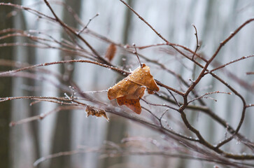 Dry lonely leaf on tree branch covered with crystals of hoarfrost . Frosty cold weather. Sad winter view.