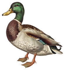 Obraz premium PNG A duck waterfowl mallard bird.