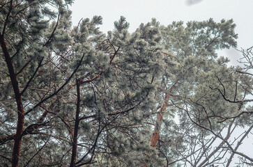Winter frosty view of pine branches covered with hoarfrost. White coniferous trees against gray sky.