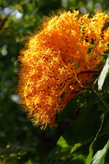 The Red Saraca or The Sorrowless tree, Saraca declinata on the tree
