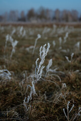 Fototapeta premium Oszroniony zimowy krajobraz w mroźny zimowy dzień