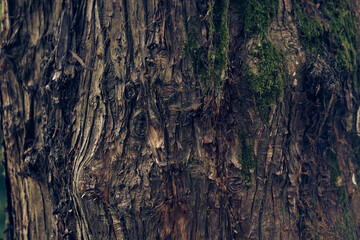 Textured bark of Japanese cedar tree. Evergreen coniferous plants of the cypress family. With space to copy. High quality photo
